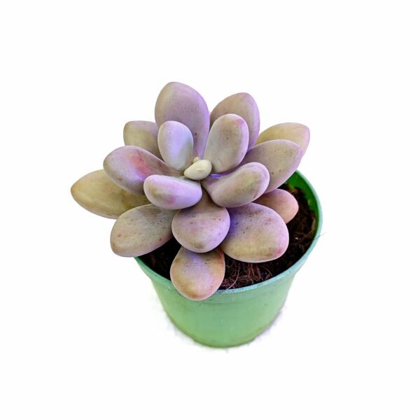 Graptopetalum Amethystinum