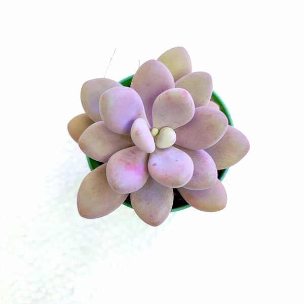 Graptopetalum Amethystinum - Imagen 2