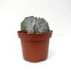 Astrophytum Myriostigma - Imagen 3