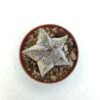Astrophytum Myriostigma - Imagen 2