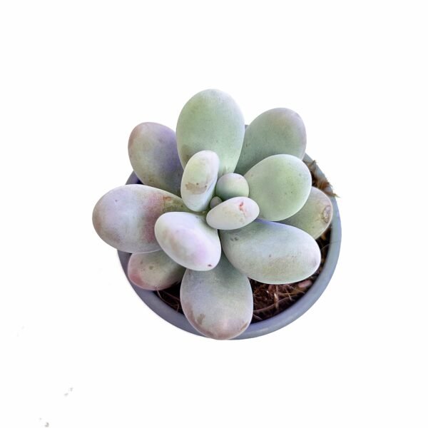 Pachyphytum Oviferum
