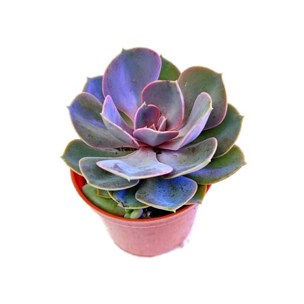 Echeveria Perle Von Nurnberg - Imagen 2