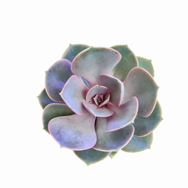 Echeveria Perle Von Nurnberg