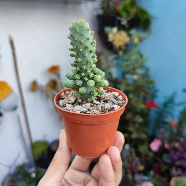 Opuntia Tuna Monstruosa