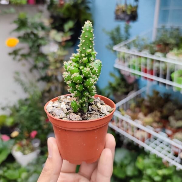 Opuntia Monacantha Monstruosa