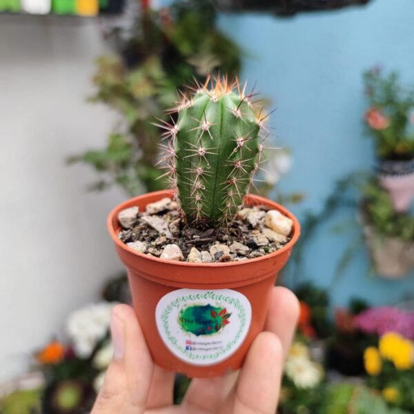 Trichocereus Peruvianus