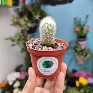 Mammillaria Elongata Intertexta
