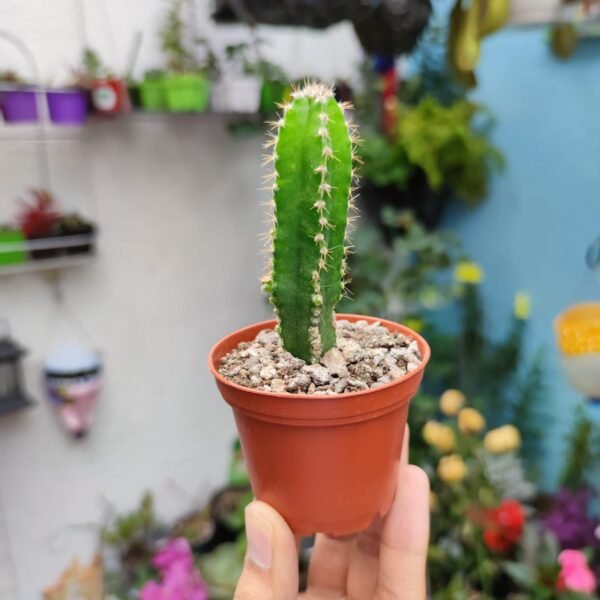 Cereus Tetragonus "Fairy Castle"