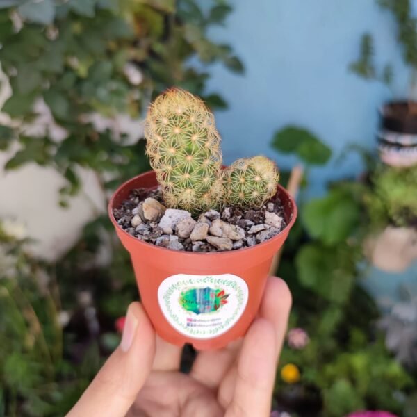 Mammillaria Elongata Stella