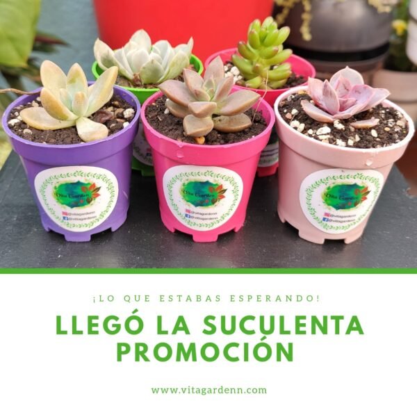 Suculenta Promoción