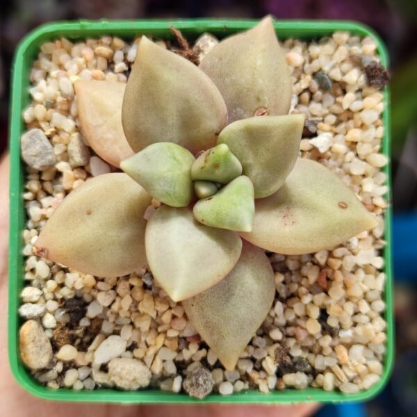 Echeveria Xichuensis