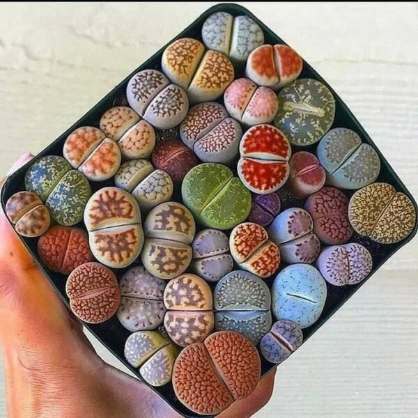 Semillas Lithops mix