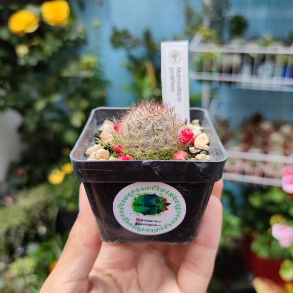 Mammillaria Prolifera