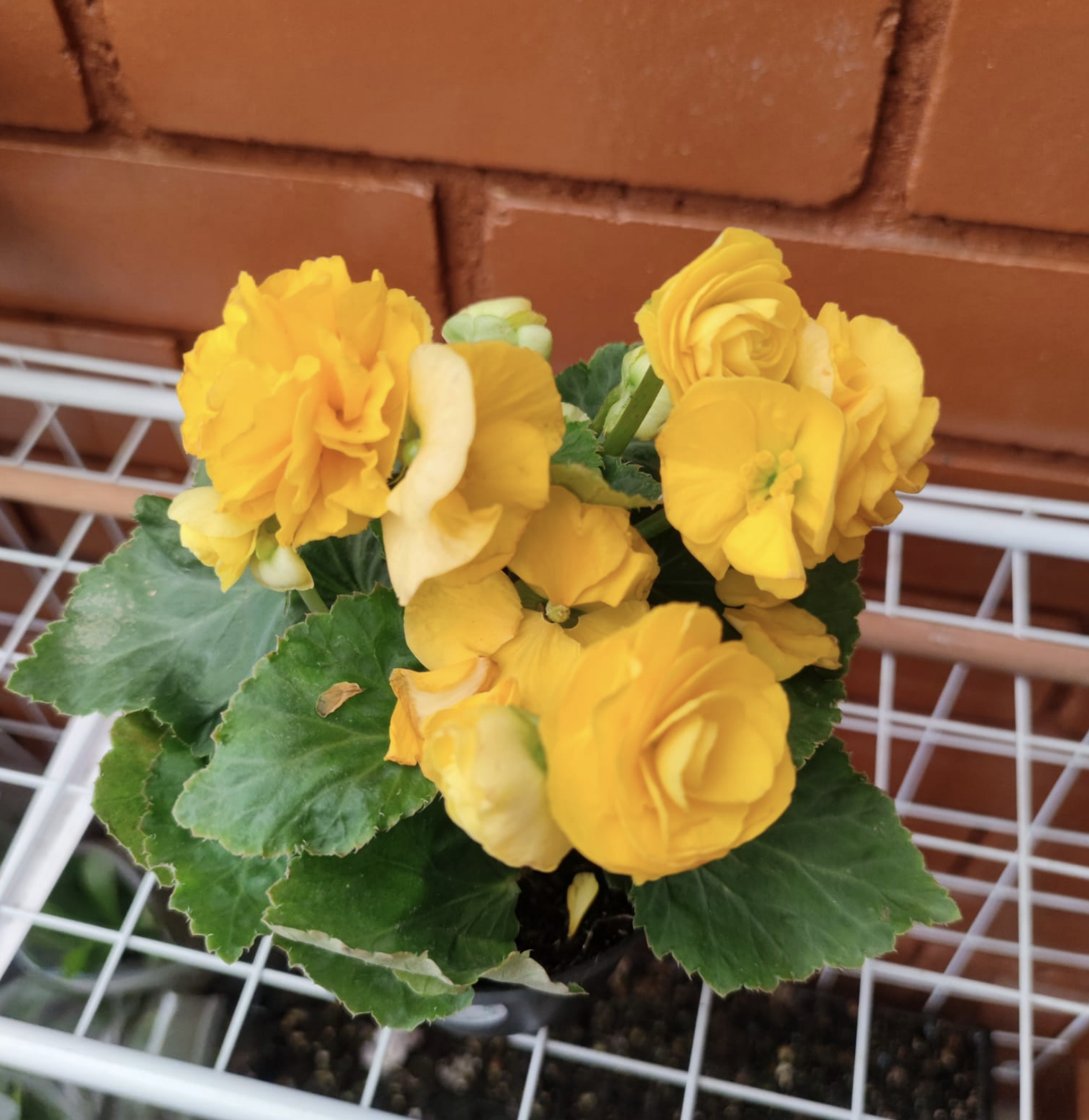 Begonia Amarilla – Vita Garden