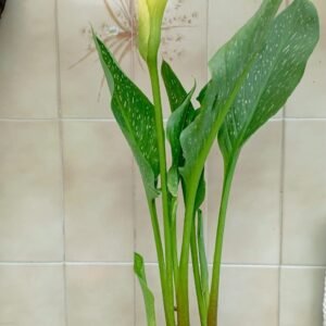 Cartucho Amarillo