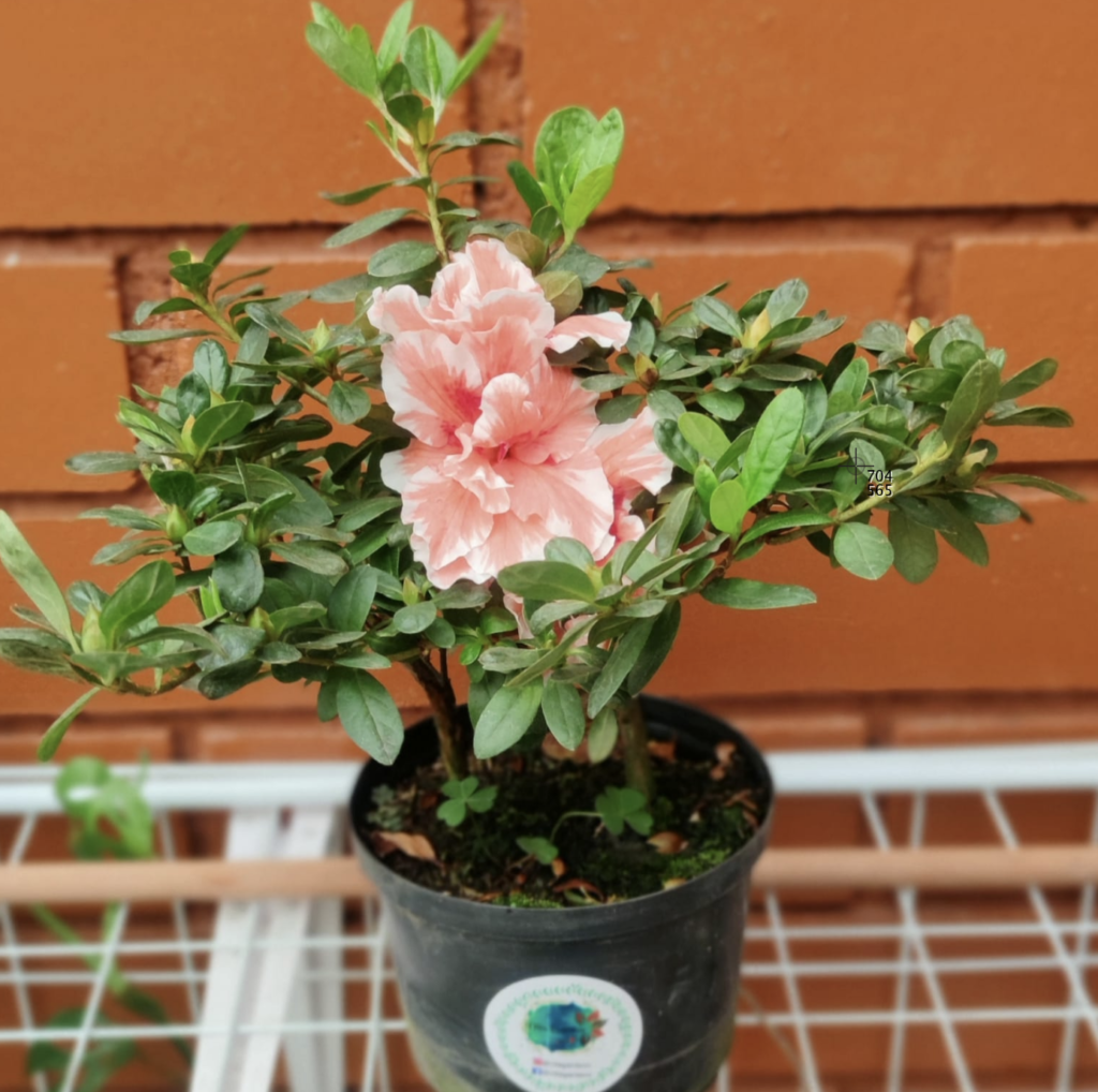 Biflora | Vita Garden