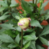 Dalia - Imagen 2