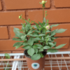 Dalia