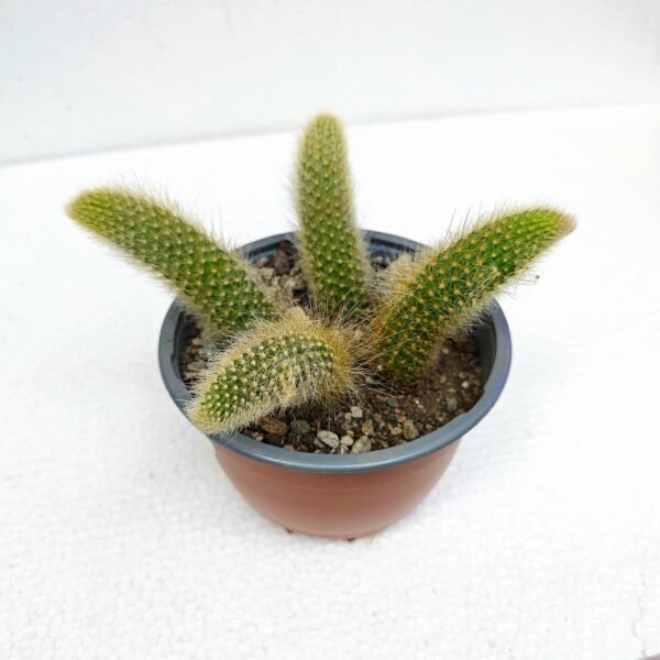 Cleistocactus Colademononis - Imagen 2