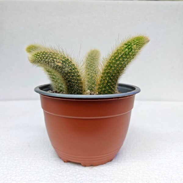 Cleistocactus Colademononis