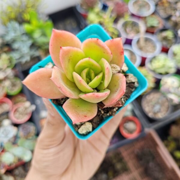 Echeveria Golden Glow - Imagen 2