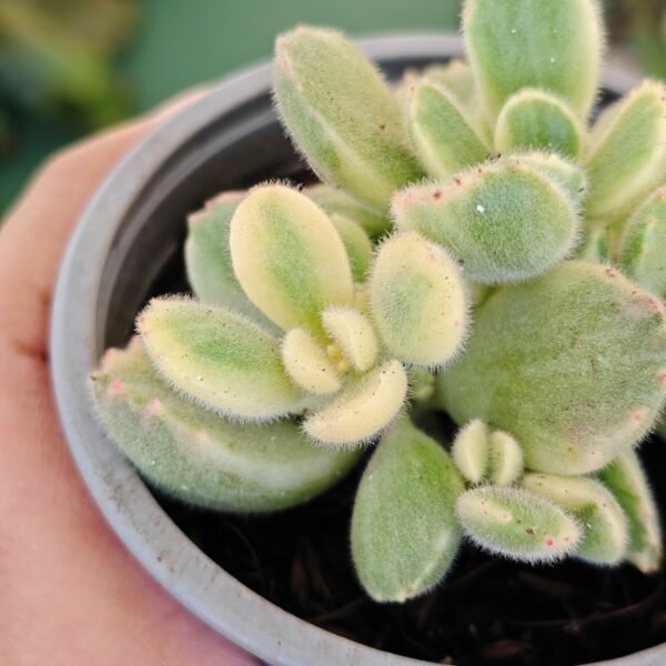 Cotyledon Tomentosa Variegada - Imagen 2