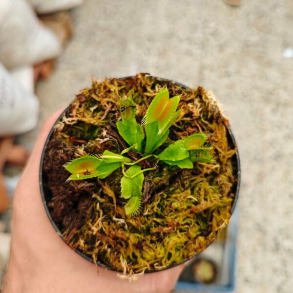 Dionaea Muscipula King Henry