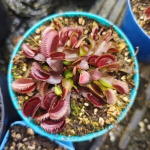 Dionaea Muscipula Red Dragon