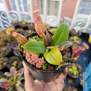 Nepenthes Gaya