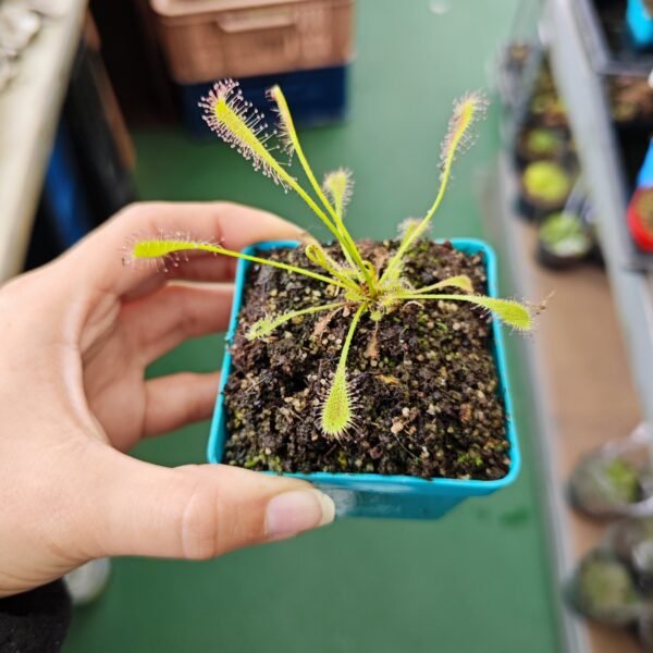 Drosera Nidiformis