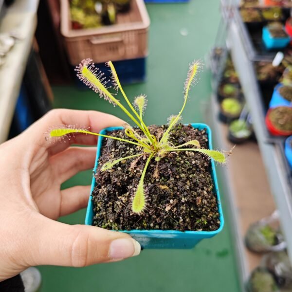 Drosera Nidiformis - Imagen 2
