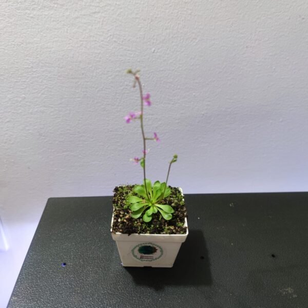 Stylidium Debile - Imagen 2