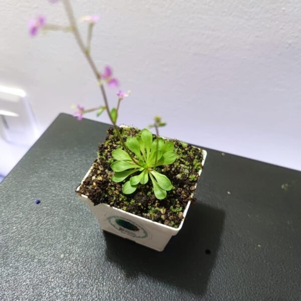 Stylidium Debile - Imagen 3