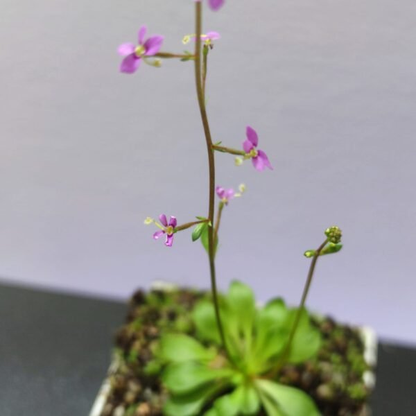 Stylidium Debile - Imagen 4