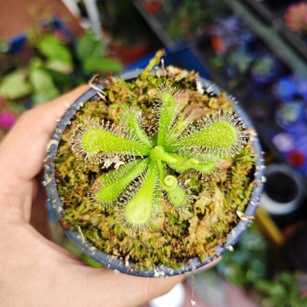Drosera Venusta Albina