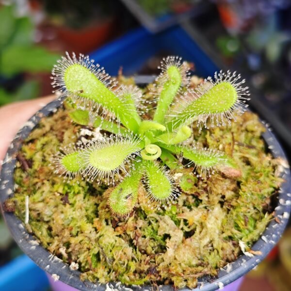 Drosera Venusta Albina - Imagen 2
