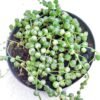 Senecio Rowleyanus Variegado - Imagen 2