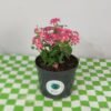 Vinca mini