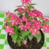 Vinca mini - Imagen 2