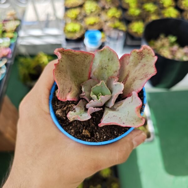Echeveria First Lady