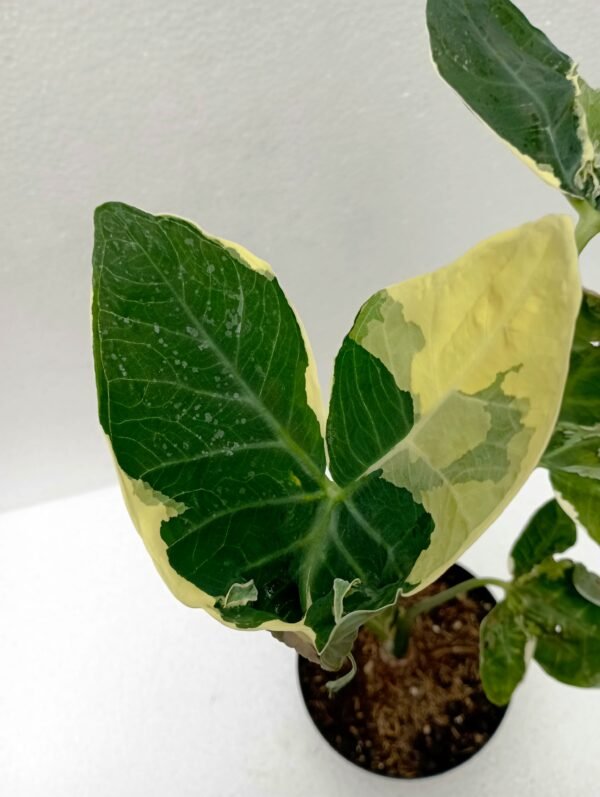 Alocasia Mariposa - Imagen 3