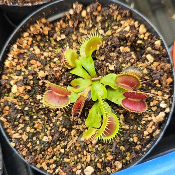 Dionaea Muscipula G14