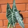 Alocasia Amazónica - Imagen 2