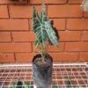Alocasia Amazónica