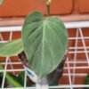 Philodendron Micans - Imagen 2