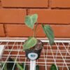 Philodendron Micans