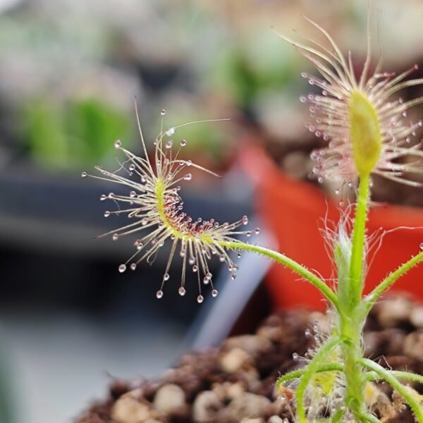 Drosera Scorpioides - Imagen 2