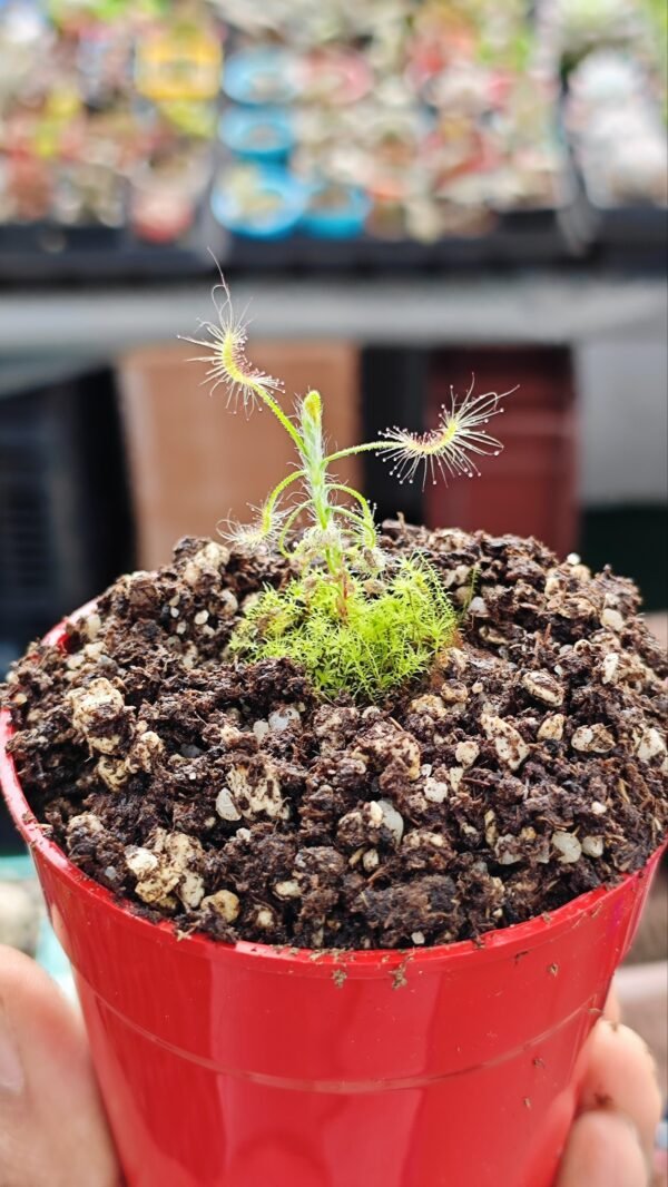 Drosera Scorpioides