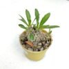 Pachypodium Densyflorum - Imagen 2