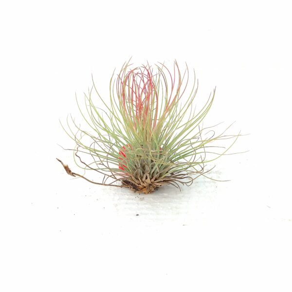 Tillandsia #3